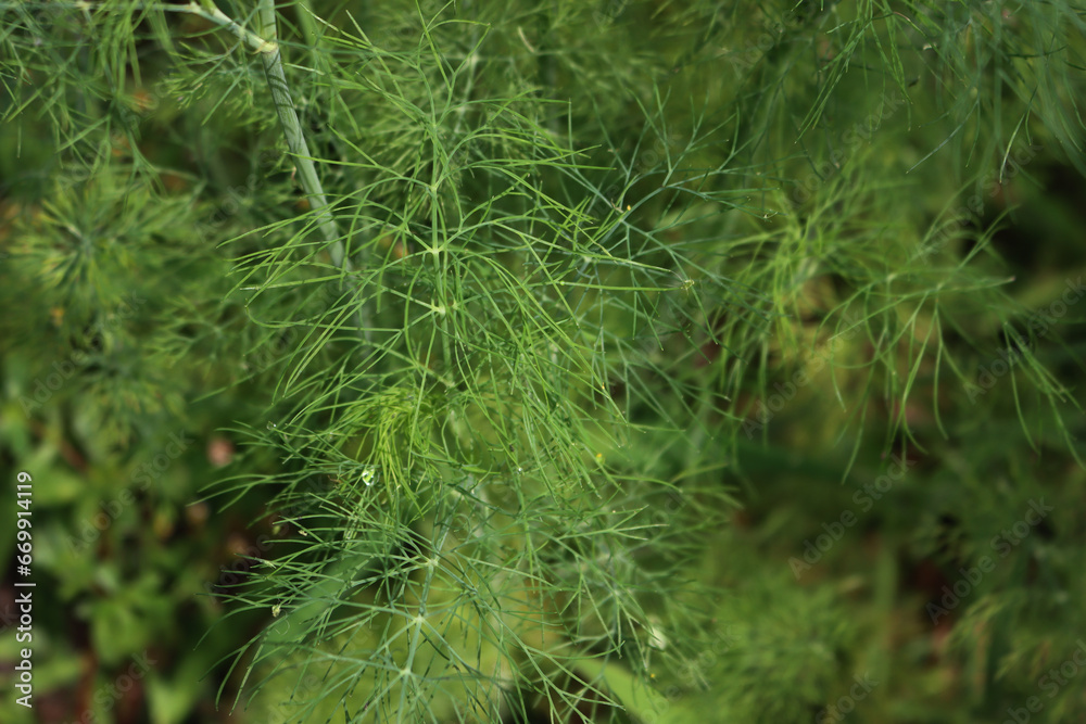 Close-up of green dill plants with raindrops growing in vegetable garden on summer. Anethum graveolens Close-up of green dill plants with raindrops growing in vegetable garden on summer. Anethum graveolens