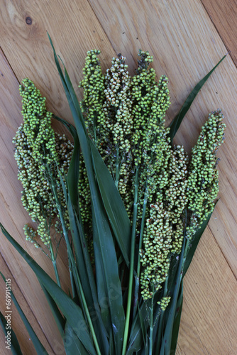 Many green harvested Sorghum plants on wooden background. Sorghum vulgare 
