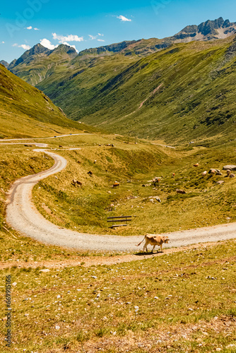 Alpine summer view with cows and a winding road at Sylvretta reservoir, Sylvretta-High-Alps-Street, Bielerhoehe, Vorarlberg, Tyrol, Austria photo