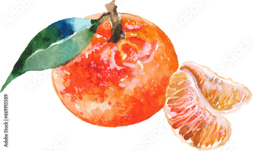 Vector Watercolor painted mandarin. Hand drawn fresh food design elements isolated on white background.