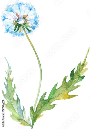 Vector Watercolor painted dandelion flower. Hand drawn flower design elements isolated on white background.