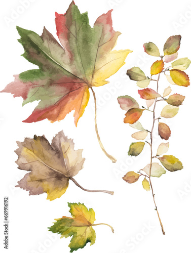 Abstract vector watercolor illustration of autumn leaves. Hand drawn nature design elements isolated on white background.