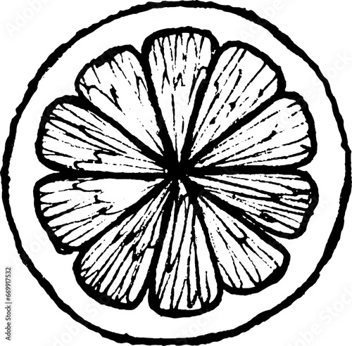 hand drawn vector illustration lemon. Black and white sketch of a lemon slice.