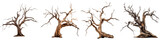 Dry tree for halloween on white background