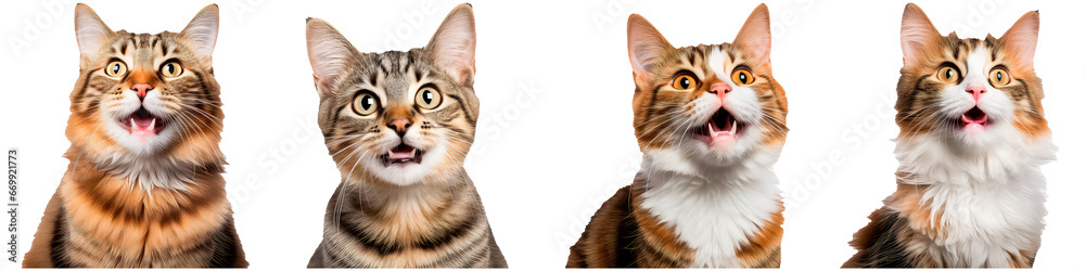 Portrait of a funny cat on a white background