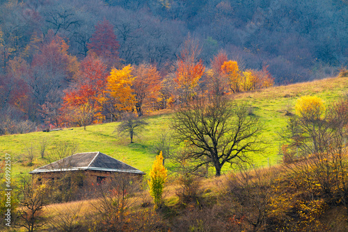 Colorful autumn trees on a mountainside