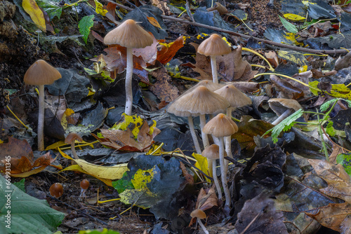 Champignon, Psathyrelle Conique photo