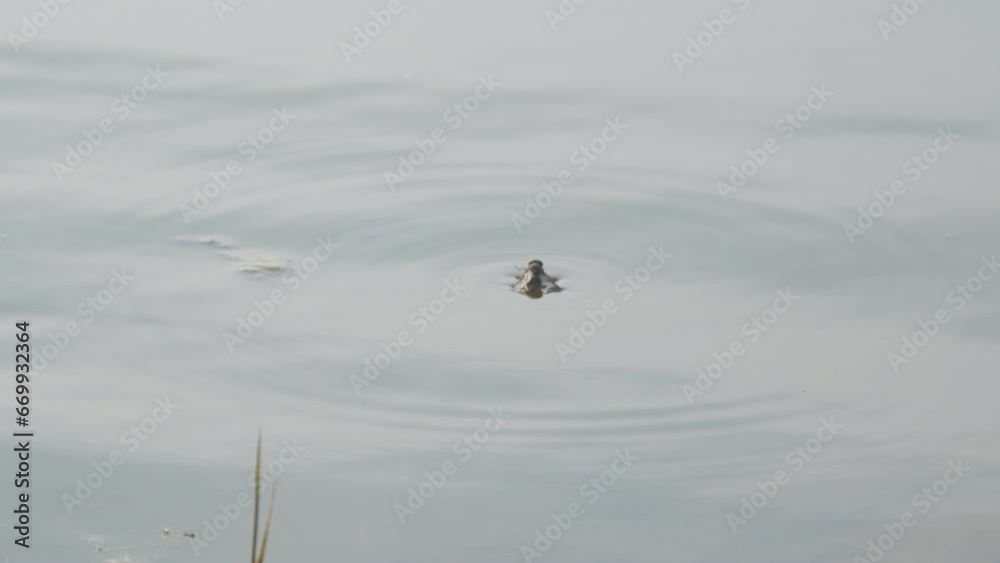 A fly or horsefly on the surface of the water. A fly or a gadfly got into the water A fly or horsefly on the surface of the water. A fly or a gadfly got into the water