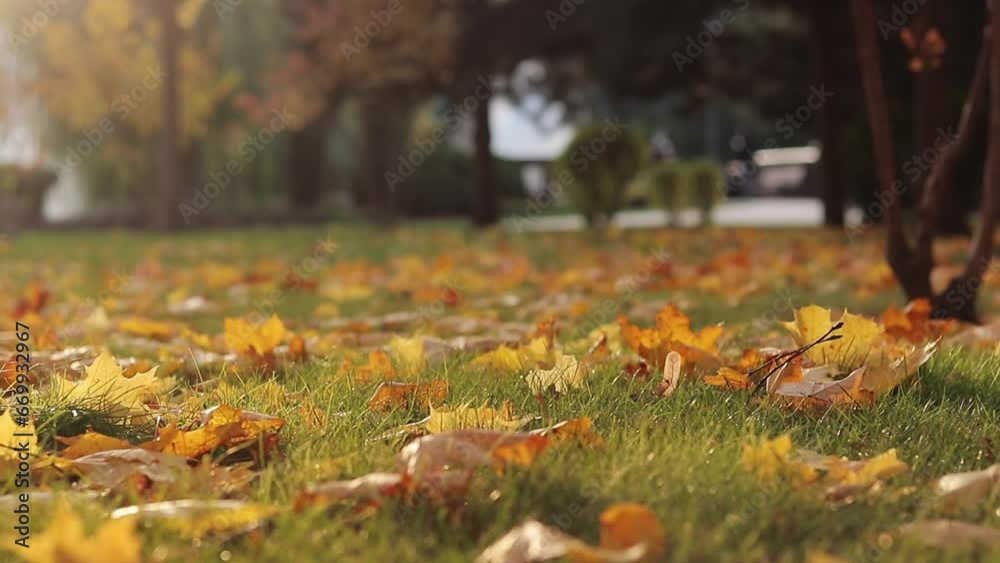Autumn bright yellow leaves on the grass, selective focus. Autumn weather, fallen leaves close-up. Autumn landscape in the park, blurred background. Falling leaves Autumn bright yellow leaves on the grass, selective focus. Autumn weather, fallen leaves close-up. Autumn landscape in the park, blurred background. Falling leaves