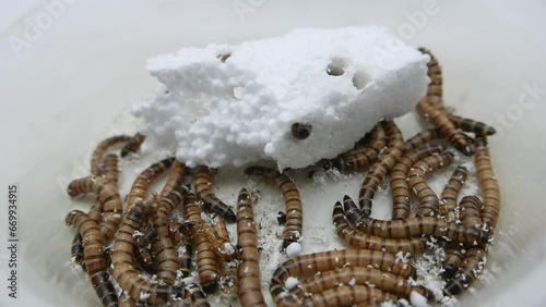 Giant Mealworms or Morios, the larvae of the Darkling Beetle, feeding on polystyrene. photo