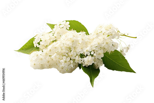 Fragrant Elder Flower Inflorescence Isolated on Transparent Background