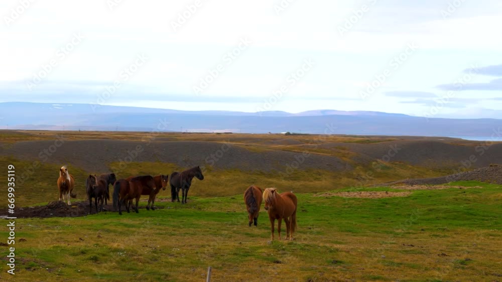 Aerial orbiting shot of a herd of wild horses standing in the countryside in Iceland Aerial orbiting shot of a herd of wild horses standing in the countryside in Iceland