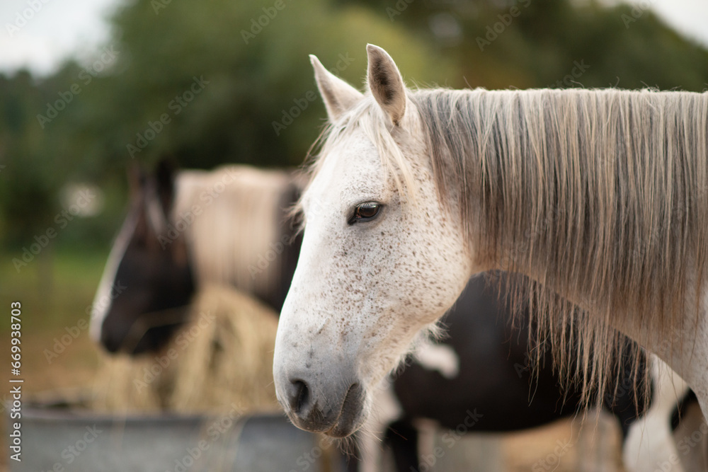 Obraz premium Berber und Tinker
