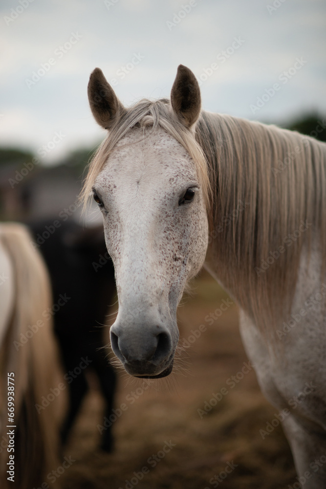 Obraz premium Berber Wallach