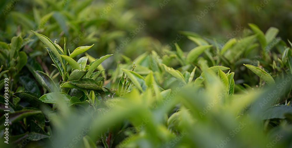 Fresh tea leaves closeup. Tea plantations Fresh tea leaves closeup. Tea plantations