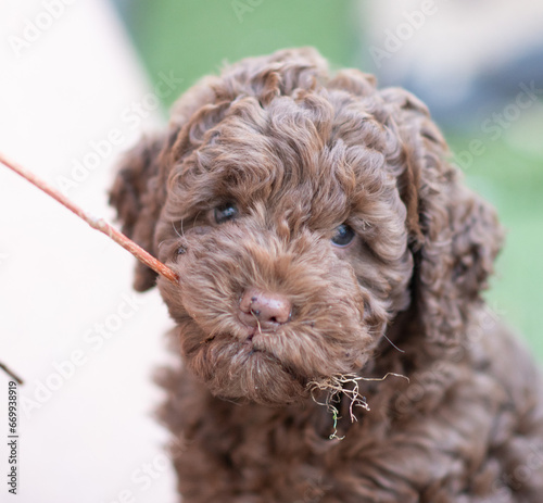 Lagotto Romagnolo Welpe mit Blume