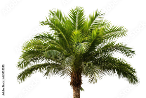 Stately Jubaea Palm Silhouette Isolated on Transparent Background