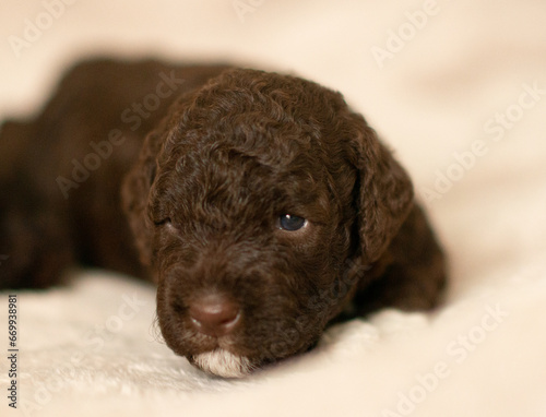 Lagotto Romagnolo Welpe braun