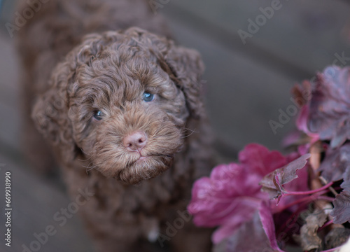 Lagotto Romagnolo Welpe braun