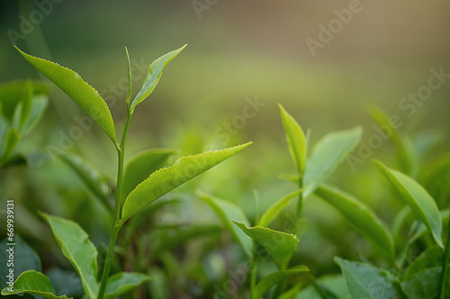 Fresh tea leaves closeup. Tea plantations