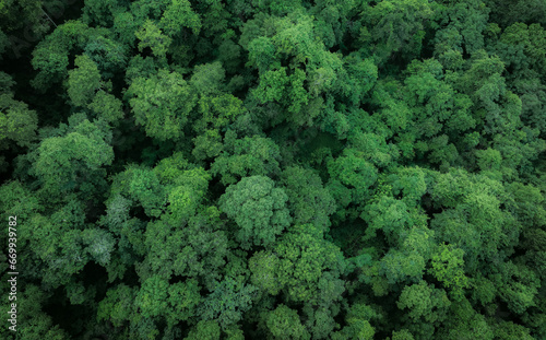 Aerial top view of green trees in forest. Drone view of dense green tree captures CO2. Green tree nature background for carbon neutrality and net zero emissions concept. Sustainable green environment. © Artinun