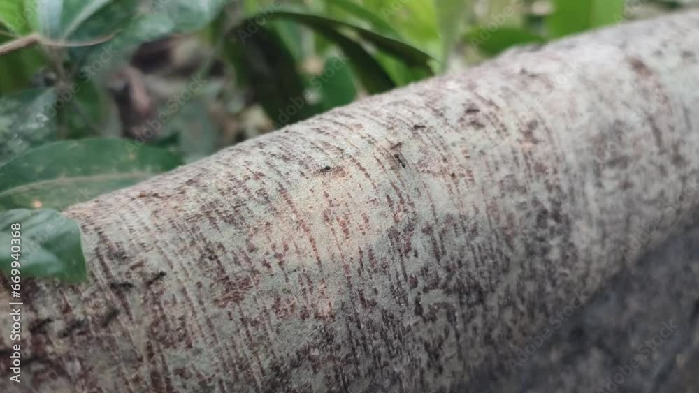 Video of black ants crawling on tree roots Video of black ants crawling on tree roots