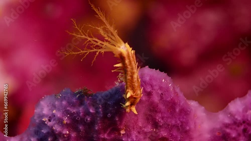 GRATURE: Yellow Sea Cucumber (Colochirus robustus) adult with feeding tentacles extended, WAKATOBI, Indonesia, Asia photo