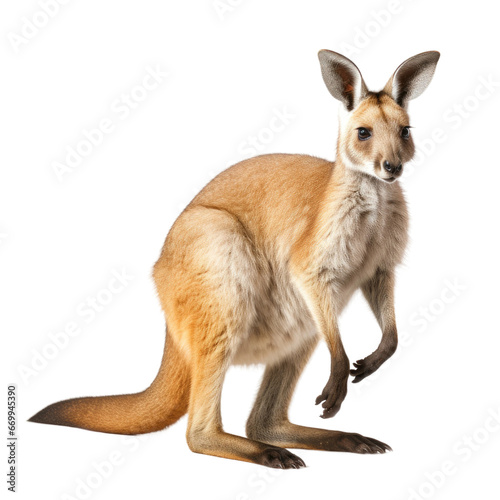 Realistic Toolache Wallaby, on transparent background.