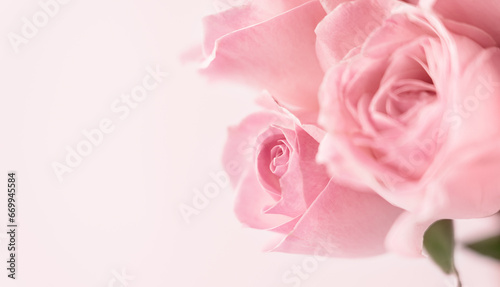 Pink background of roses flower. Greeting card. Summer or spring floral composition. Copy space