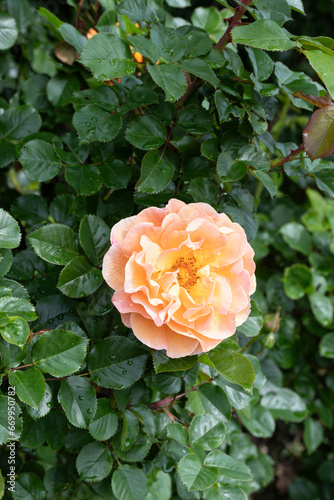 Fototapeta Naklejka Na Ścianę i Meble -  Rose 