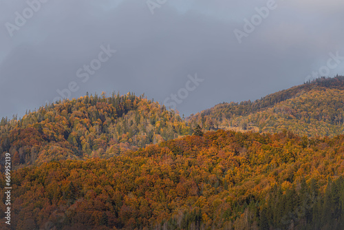 Mixed forest. Ukrainian Carpathian Mountains. Crowns of colored trees on the hill. Forest background. Warm autumn colors. Mountain landscape. The beauty of Ukrainian nature.