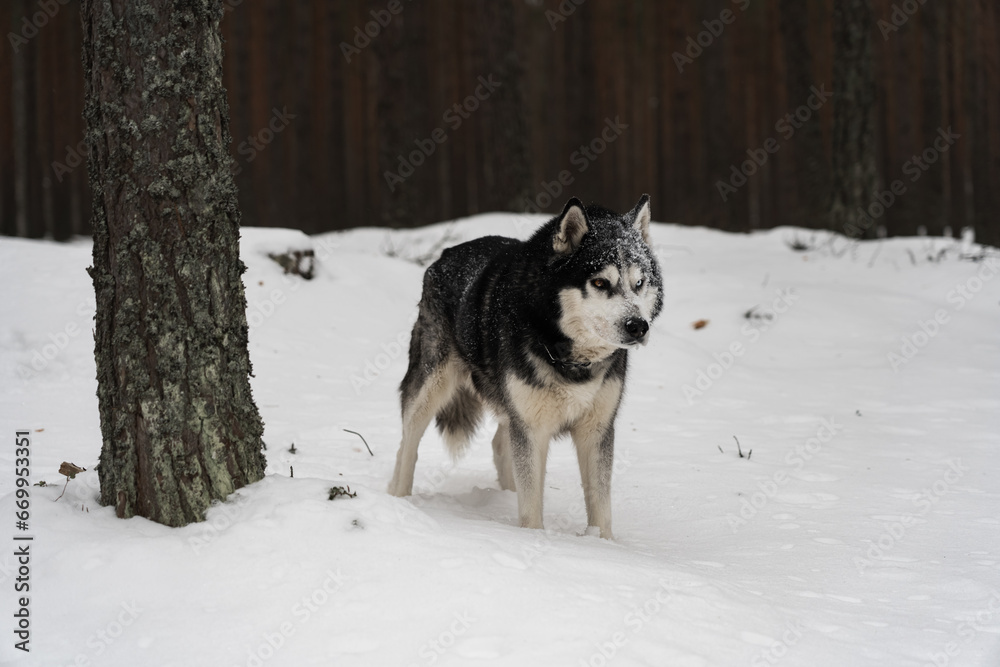 Husky dog in winter in a snowy forest. Husky dog in winter in a snowy forest.