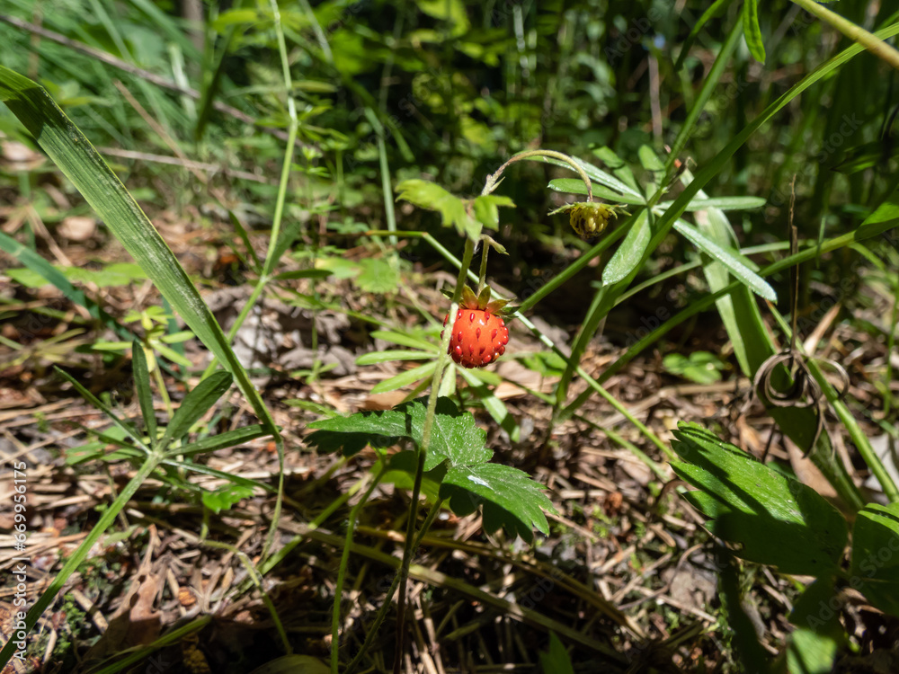 Close-up shot of a single wild strawberry (Fragaria vesca) in forest with red, maturing berry in summer Close-up shot of a single wild strawberry (Fragaria vesca) in forest with red, maturing berry in summer