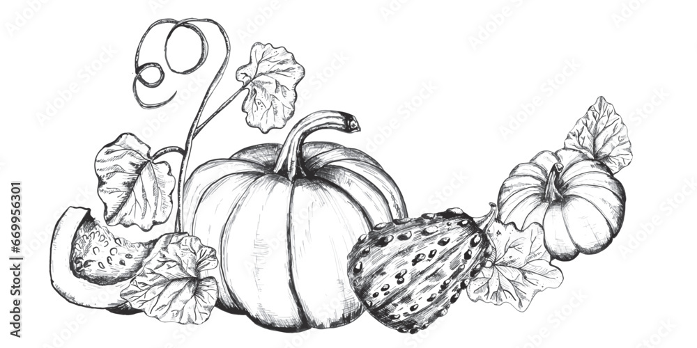 Decorative compositions with pumpkins, leaves and seeds. Autumn harvest clipart. Thanksgiving. Hand-drawn ink illustration. Black and white. Vector Decorative compositions with pumpkins, leaves and seeds. Autumn harvest clipart. Thanksgiving. Hand-drawn ink illustration. Black and white. Vector