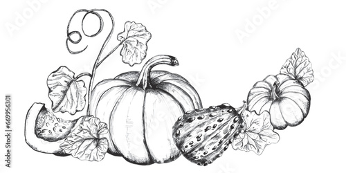 Decorative compositions with pumpkins, leaves and seeds. Autumn harvest clipart. Thanksgiving. Hand-drawn ink illustration. Black and white. Vector