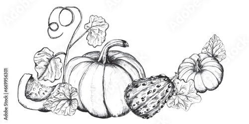 Decorative compositions with pumpkins, leaves and seeds. Autumn harvest clipart. Thanksgiving. Hand-drawn ink illustration. Black and white.  Vector
