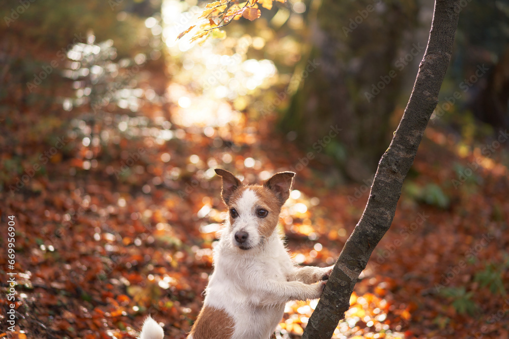 Jack Russell Terrier in Forest, Small white-brown dog among fallen leaves. Dog stands near tree, surrounded by sunlit autumn foliage. Represents forest adventures and nature walks