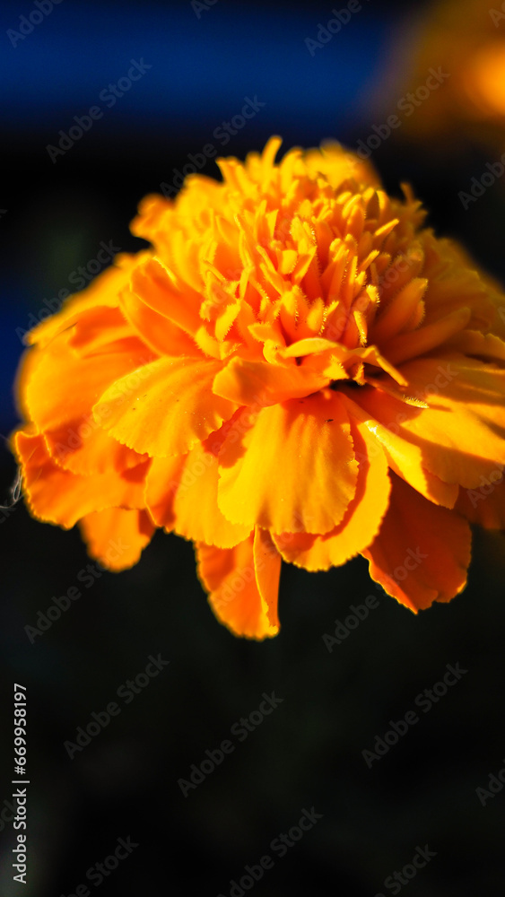Obraz premium Macro de fleur d'œillet d'Inde