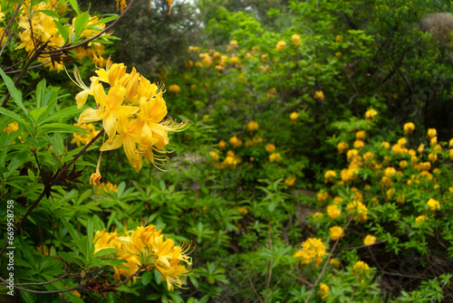 Obraz na plátně Gelbe Azalee, Gelbe Alpenrose  // Yellow azalea (Rhododendron luteum) - Lesbos,