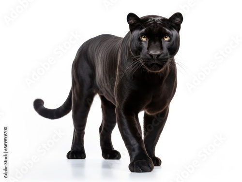 Panther Studio Shot Isolated on Clear White Background, Generative AI © Vig