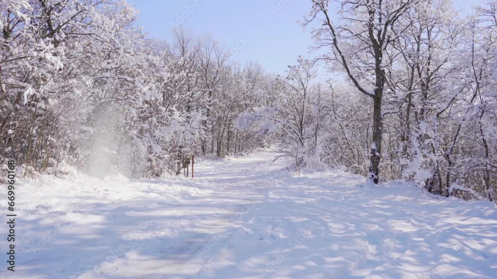Trees covered in snow in sunny winter day Trees covered in snow in sunny winter day