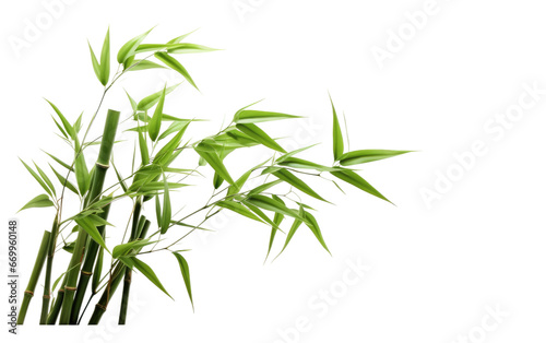 Feng Shui Bamboo Symbol on transparent background
