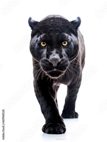 Panther Studio Shot Isolated on Clear White Background, Generative AI