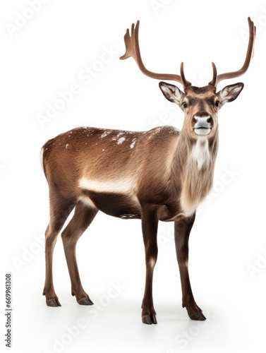 Reindeer Studio Shot Isolated on Clear White Background, Generative AI