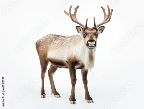 Reindeer Studio Shot Isolated on Clear White Background, Generative AI © Vig