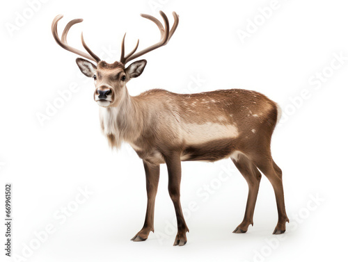 Reindeer Studio Shot Isolated on Clear White Background  Generative AI