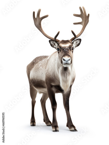 Reindeer Studio Shot Isolated on Clear White Background, Generative AI