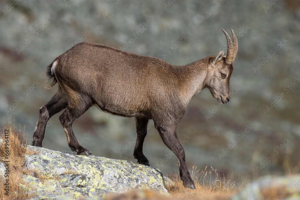 Female alpine ibex (mountain goat - Capra ibex) walking on the edge of a rocky cliff on a winter morning, Alps mountains, Italy. Animals in the wild. Female alpine ibex (mountain goat - Capra ibex) walking on the edge of a rocky cliff on a winter morning, Alps mountains, Italy. Animals in the wild.