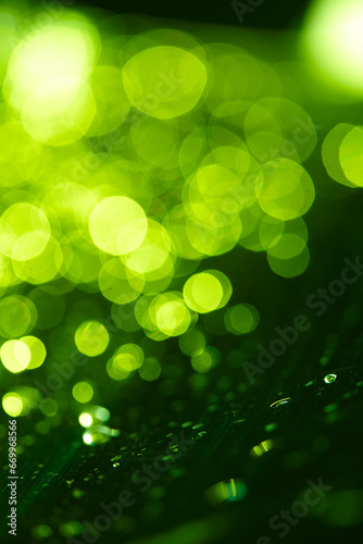 green blur background for Christmas card