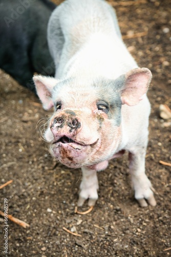 cochon